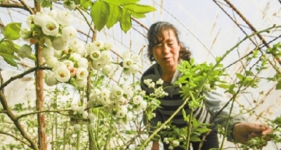 大棚藍(lán)莓 錯(cuò)時(shí)開花