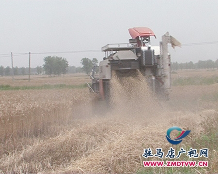 正陽(yáng)夏收喜開鐮 農(nóng)民迎來(lái)豐收年