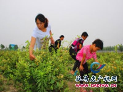 正陽：金銀花 致富花