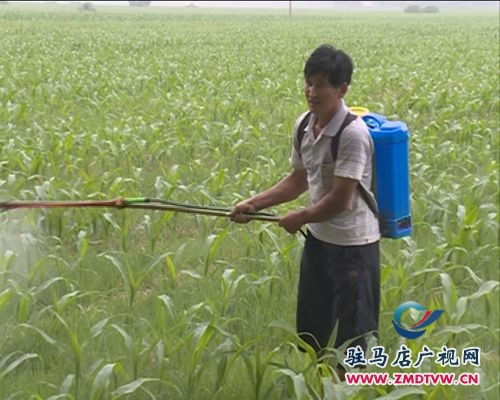 汝南縣多管齊下　切實(shí)加強(qiáng)夏種作物管理