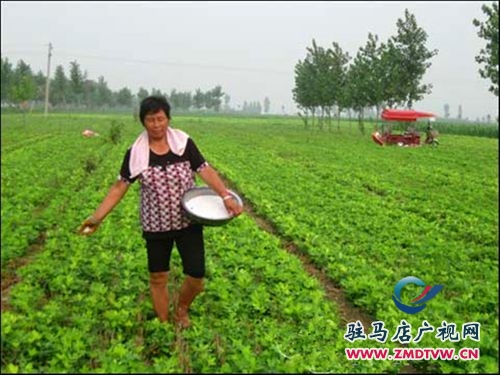 正陽：好雨知時(shí)節(jié) 秋田潤(rùn)甘霖