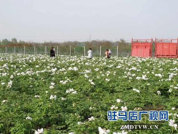 01“最美基層干部”巧念“致富經(jīng)”，帶出一個(gè)省級(jí)生態(tài)文明示范村 .jpg