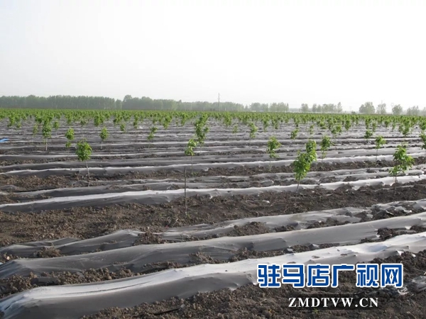 05“最美基層干部”巧念“致富經(jīng)”，帶出一個(gè)省級(jí)生態(tài)文明示范村 .jpg