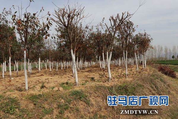 泌陽縣春水鎮(zhèn)強力推進(jìn)綠化工作