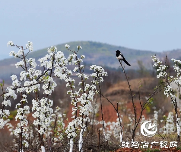 泌陽(yáng)縣馬谷田鎮(zhèn)河南村萬(wàn)畝果園 桃紅梨白花香正漫