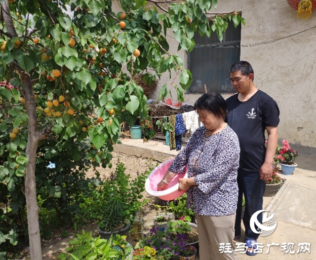 貧困戶張桂芝：俺家杏子熟了，要請韓書記來做客