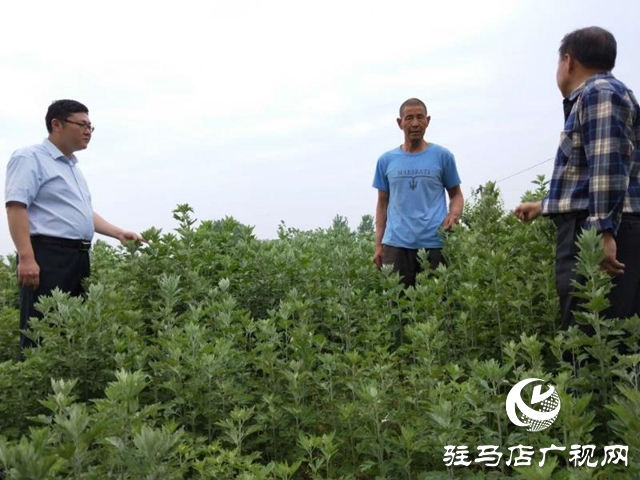  泌陽：“種草”也能發(fā)家  走上致富路