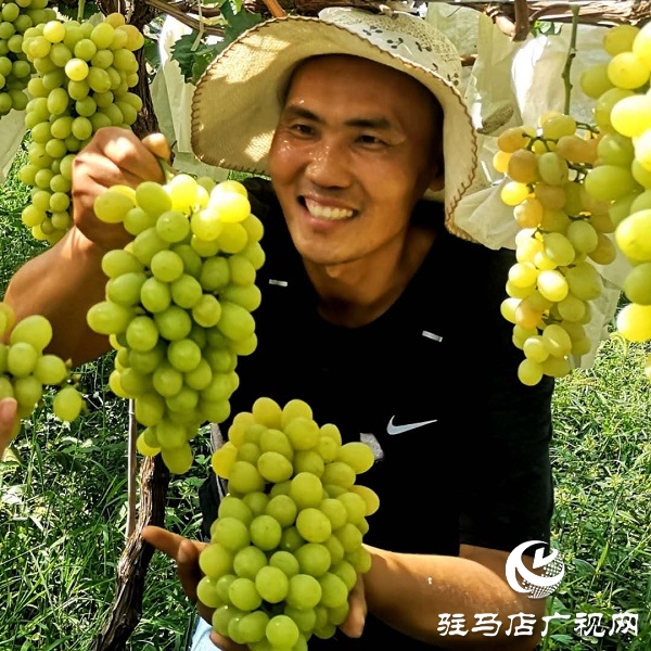 河南駐馬店市驛城區(qū)：趙濤扶智扶志 帶民奔跑小康