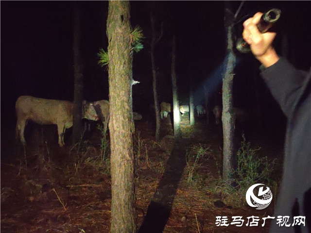 警民齊心冒雨尋牛，秋涼心卻暖