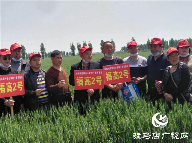 噸源種業(yè)召開“福高2號(hào)”播種現(xiàn)場會(huì)