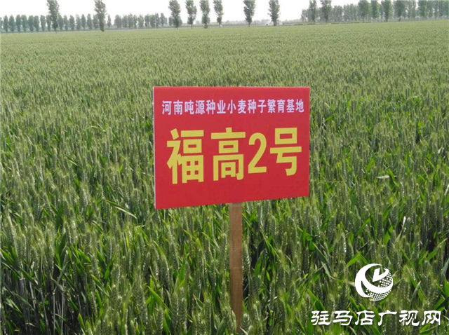 噸源種業(yè)召開“福高2號(hào)”播種現(xiàn)場會(huì)