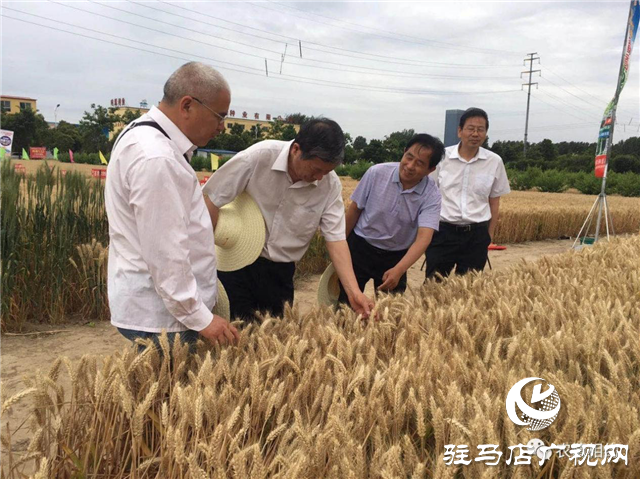 噸源種業(yè)召開“福高2號(hào)”播種現(xiàn)場會(huì)