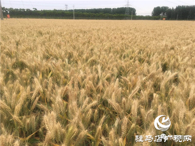 噸源種業(yè)召開“福高2號(hào)”播種現(xiàn)場會(huì)