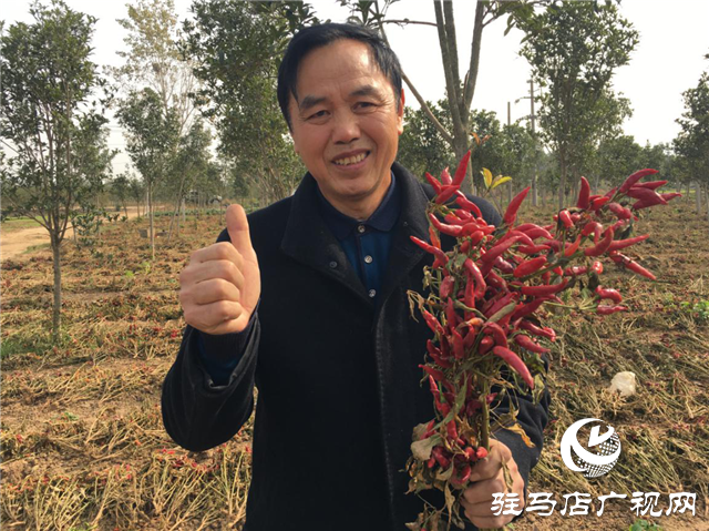 攜手北沃 見證豐收 ——北沃高鈣肥再顯神威，表現(xiàn)驚艷眾人！