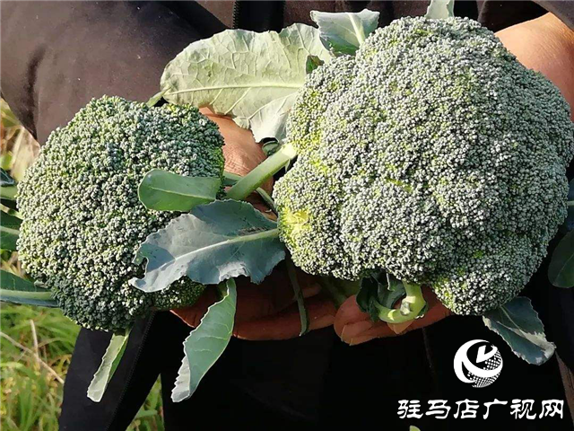 攜手北沃 見證豐收 ——北沃高鈣肥再顯神威，表現(xiàn)驚艷眾人！
