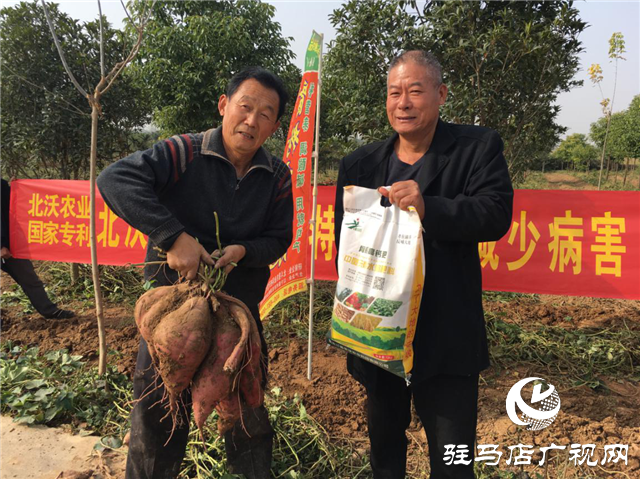 攜手北沃 見證豐收 ——北沃高鈣肥再顯神威，表現(xiàn)驚艷眾人！
