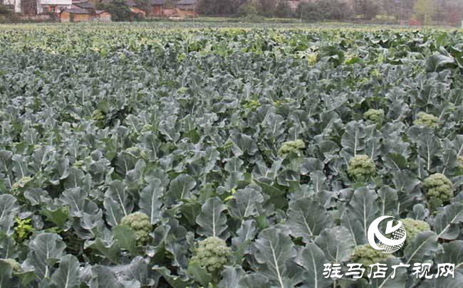 攜手北沃 見證豐收 ——北沃高鈣肥再顯神威，表現(xiàn)驚艷眾人！
