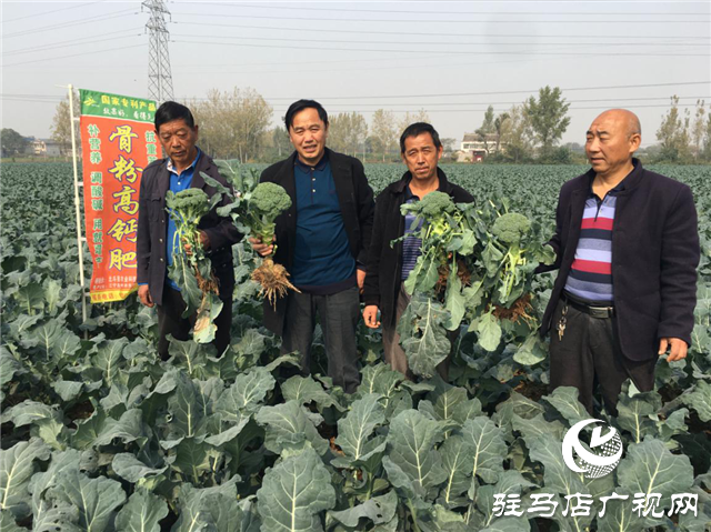 攜手北沃 見證豐收 ——北沃高鈣肥再顯神威，表現(xiàn)驚艷眾人！