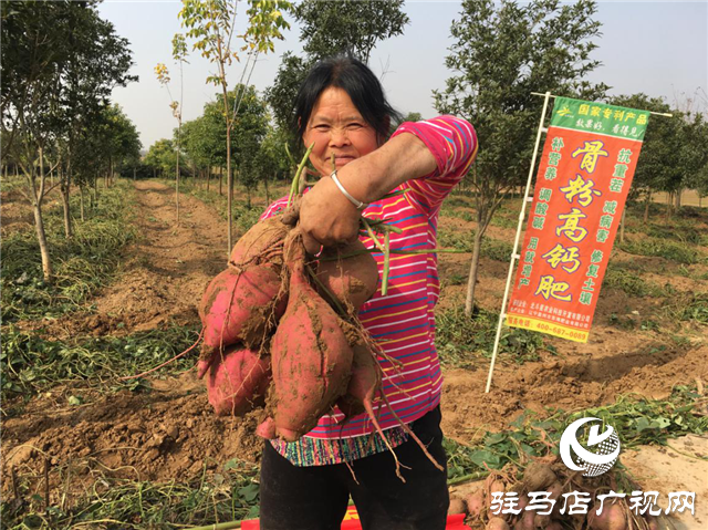 攜手北沃 見證豐收 ——北沃高鈣肥再顯神威，表現(xiàn)驚艷眾人！