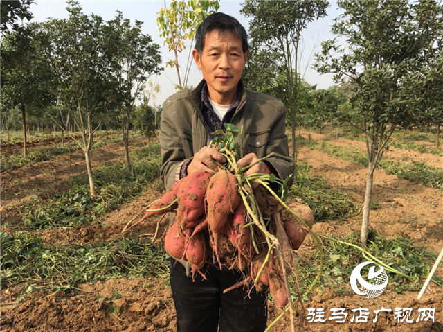 攜手北沃 見證豐收 ——北沃高鈣肥再顯神威，表現(xiàn)驚艷眾人！