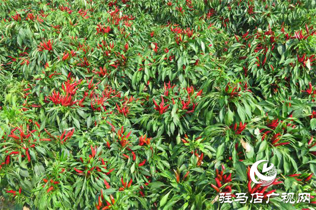 攜手北沃 見證豐收 ——北沃高鈣肥再顯神威，表現(xiàn)驚艷眾人！