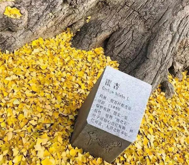 “古剎秋景惹人醉，金色滿園迎賓朋”——嵩山少林寺千年銀杏已到了一年之中最美時節(jié)！