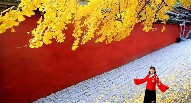 “古剎秋景惹人醉，金色滿園迎賓朋”——嵩山少林寺千年銀杏已到了一年之中最美時節(jié)！