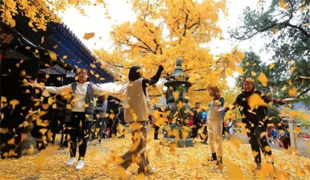 “古剎秋景惹人醉，金色滿園迎賓朋”——嵩山少林寺千年銀杏已到了一年之中最美時節(jié)！