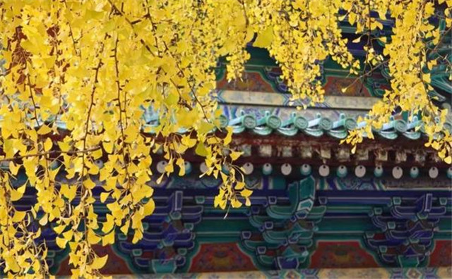 “古剎秋景惹人醉，金色滿園迎賓朋”——嵩山少林寺千年銀杏已到了一年之中最美時節(jié)！