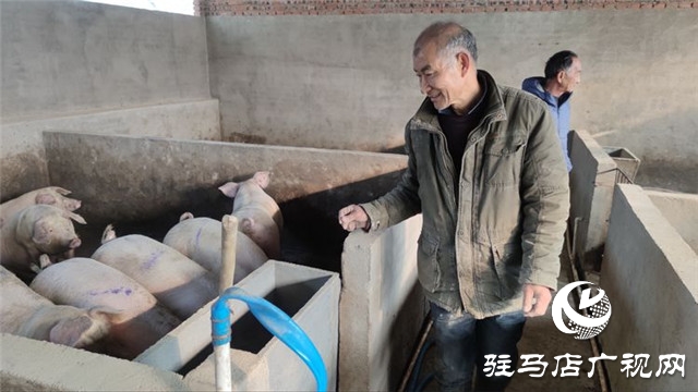 重獲“新生”，泌陽縣下碑寺鄉(xiāng)曹莊村貧困戶養(yǎng)豬走出致富路