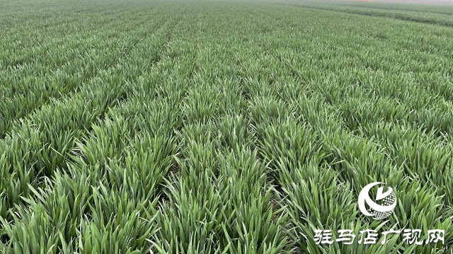 當(dāng)日預(yù)訂三萬畝地！六豐農(nóng)業(yè)百農(nóng)607觀摩訂貨會(huì)火爆收官