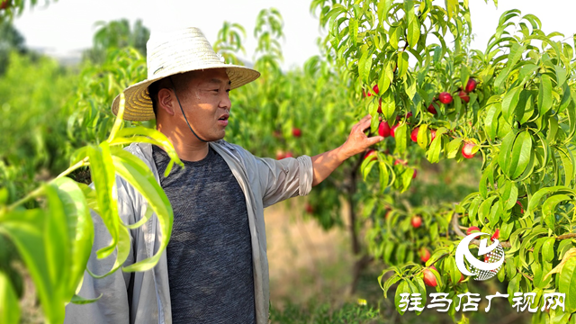 泌陽縣黃山口鄉(xiāng)：崗上油桃紅似火，幸福生活比蜜甜