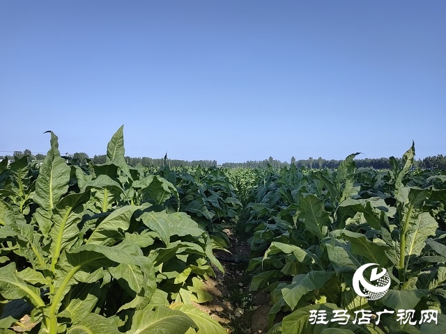 河南泌陽(yáng)郭集鎮(zhèn)：綠葉變“金葉”點(diǎn)“燃”鄉(xiāng)村產(chǎn)業(yè)振興