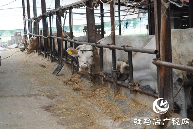 泌陽(yáng)縣：產(chǎn)業(yè)興旺助民增收致富