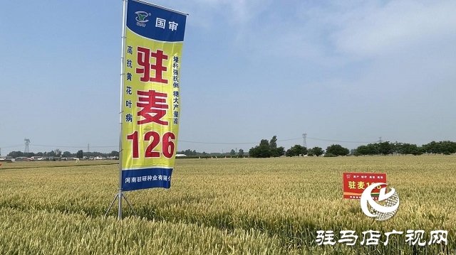 駐研種業(yè)捷報(bào)頻傳：駐麥126、駐麥156、駐研198相繼通過(guò)審定