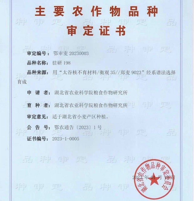 駐研種業(yè)捷報(bào)頻傳：駐麥126、駐麥156、駐研198相繼通過(guò)審定