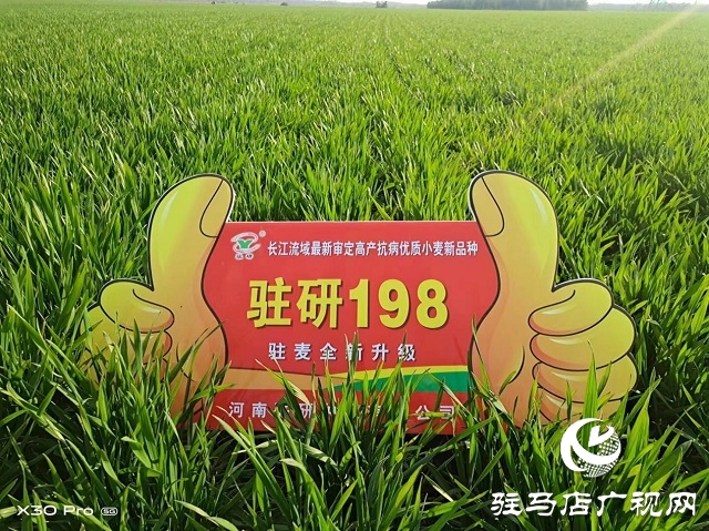 駐研種業(yè)捷報(bào)頻傳：駐麥126、駐麥156、駐研198相繼通過(guò)審定