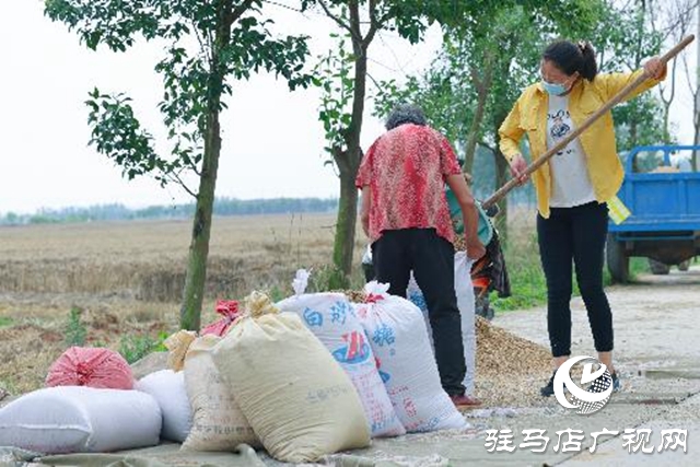 汝南縣：搶抓天氣晴好有利時(shí)機(jī)搶收麥子