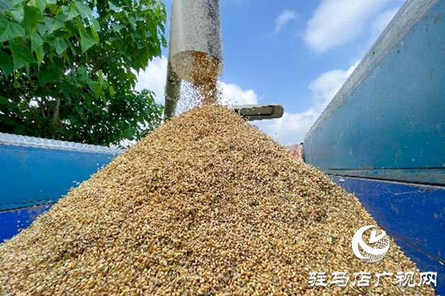 汝南縣：搶抓天氣晴好有利時(shí)機(jī)搶收麥子