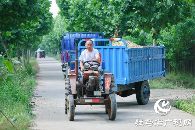 汝南縣：搶抓天氣晴好有利時(shí)機(jī)搶收麥子