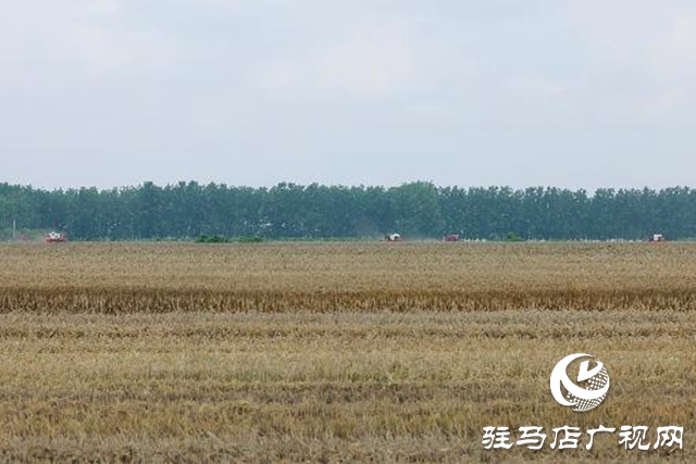 汝南縣：搶抓天氣晴好有利時(shí)機(jī)搶收麥子