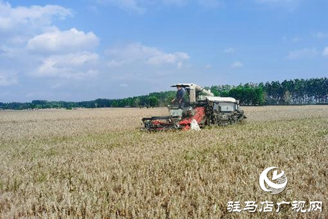 汝南縣：搶抓天氣晴好有利時(shí)機(jī)搶收麥子