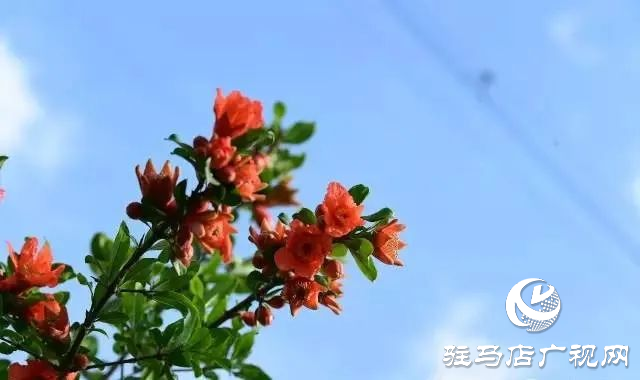 六月的泌陽(yáng)，美出圈了！