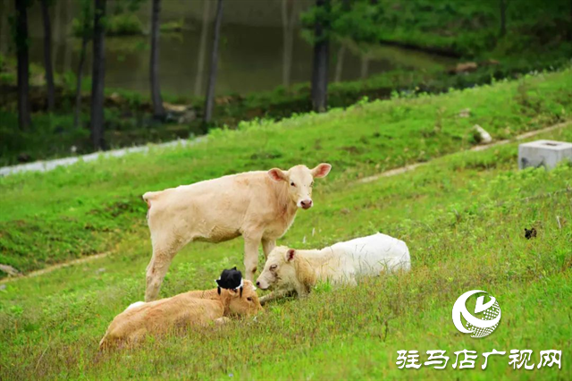 六月的泌陽(yáng)，美出圈了！