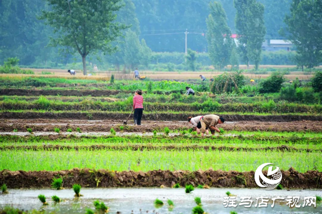 六月的泌陽(yáng)，美出圈了！