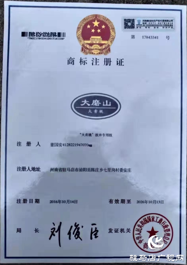 泌陽大磨山“野生大青桃”即將成熟！歡迎采摘！