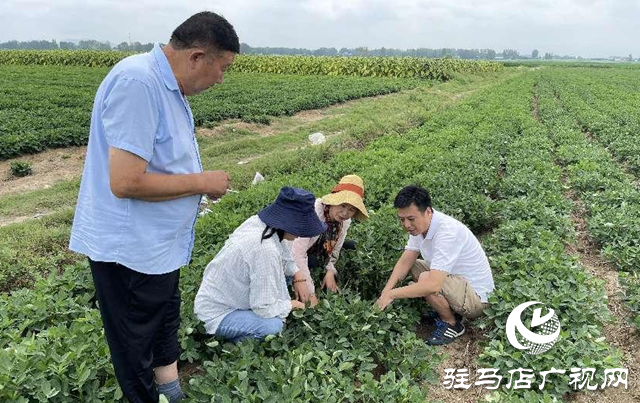 泌陽(yáng)縣：農(nóng)技服務(wù)到田間 助農(nóng)增收促振興