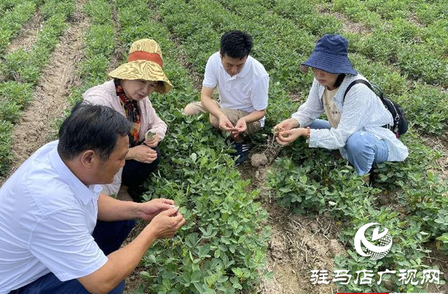 泌陽(yáng)縣：農(nóng)技服務(wù)到田間 助農(nóng)增收促振興