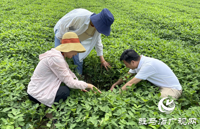 泌陽(yáng)縣：農(nóng)技服務(wù)到田間 助農(nóng)增收促振興