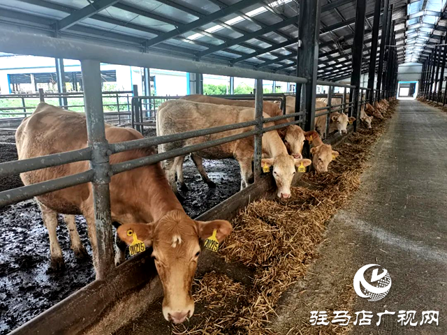 河南泌陽縣的這頭?；鸨W(wǎng)絡(luò)